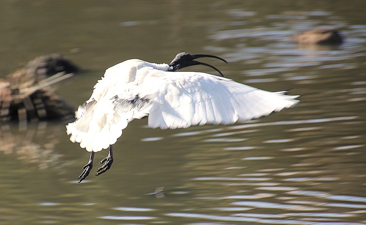 Australian Ibis - ML642049240