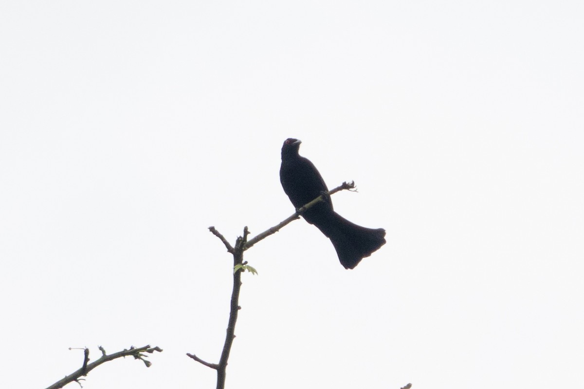 brokadedrongo (atrocaeruleus) - ML642049252