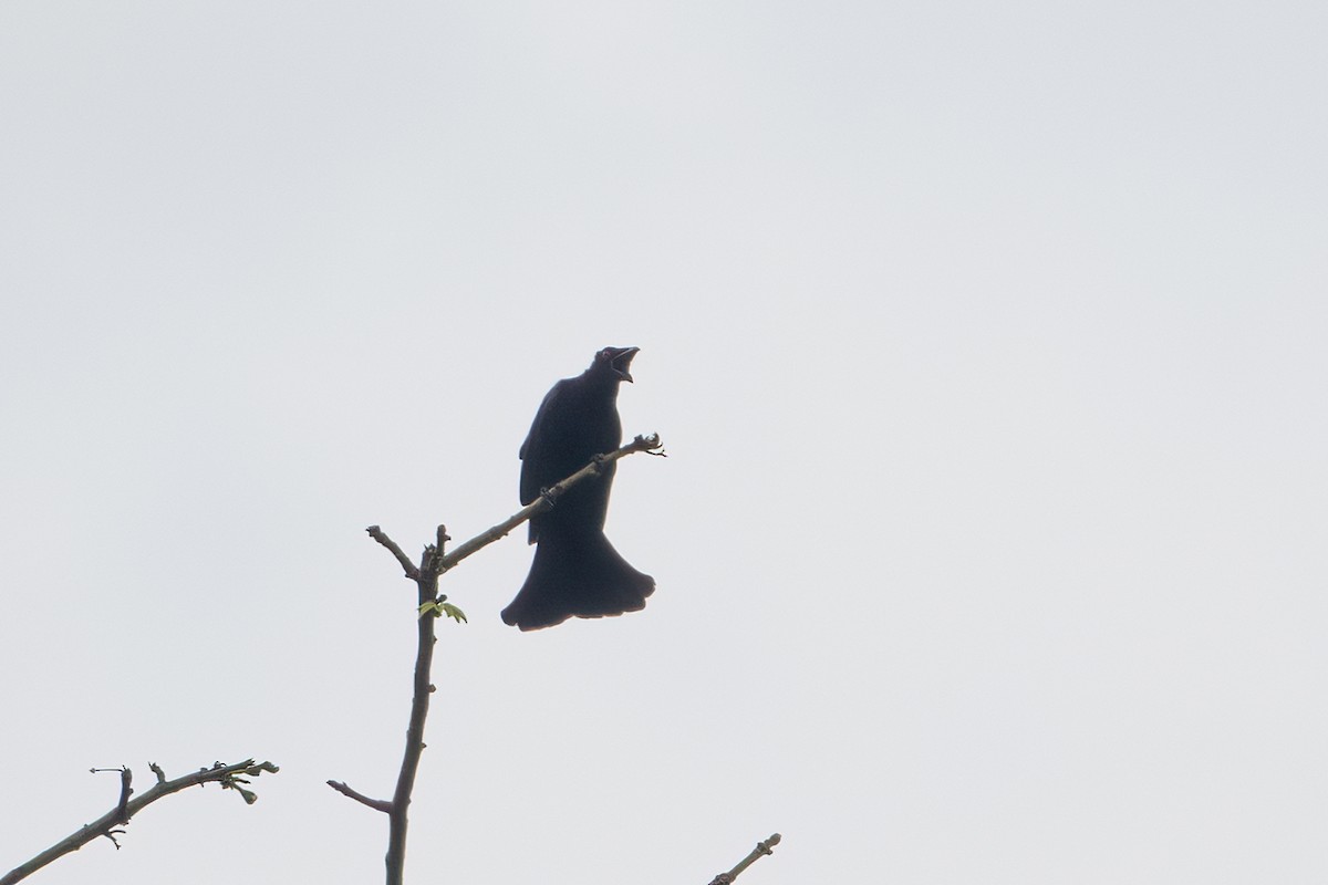 brokadedrongo (atrocaeruleus) - ML642049253