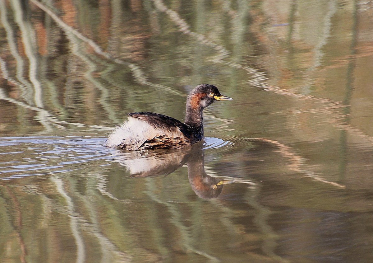 Australasian Grebe - ML642049261