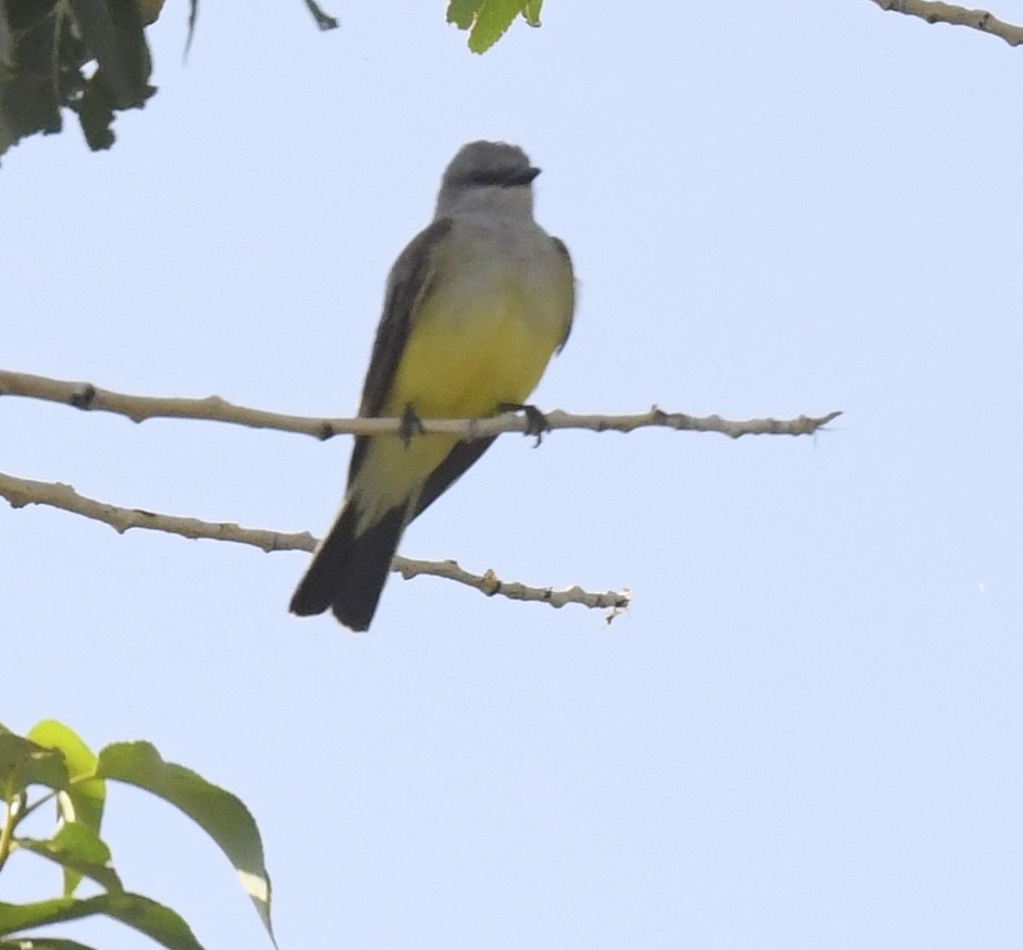 Western Kingbird - ML642049263