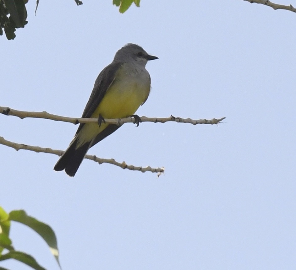 Western Kingbird - ML642049264