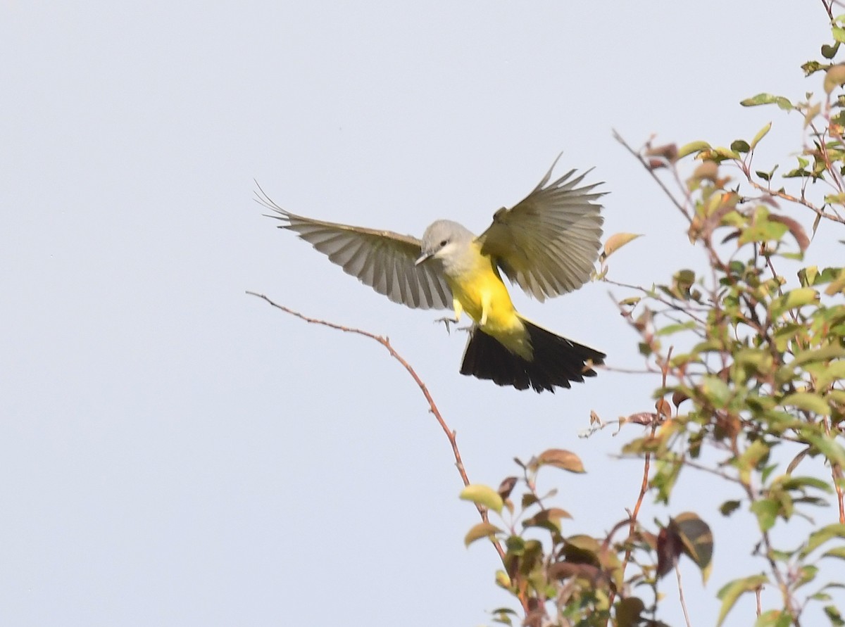 Western Kingbird - ML642049265
