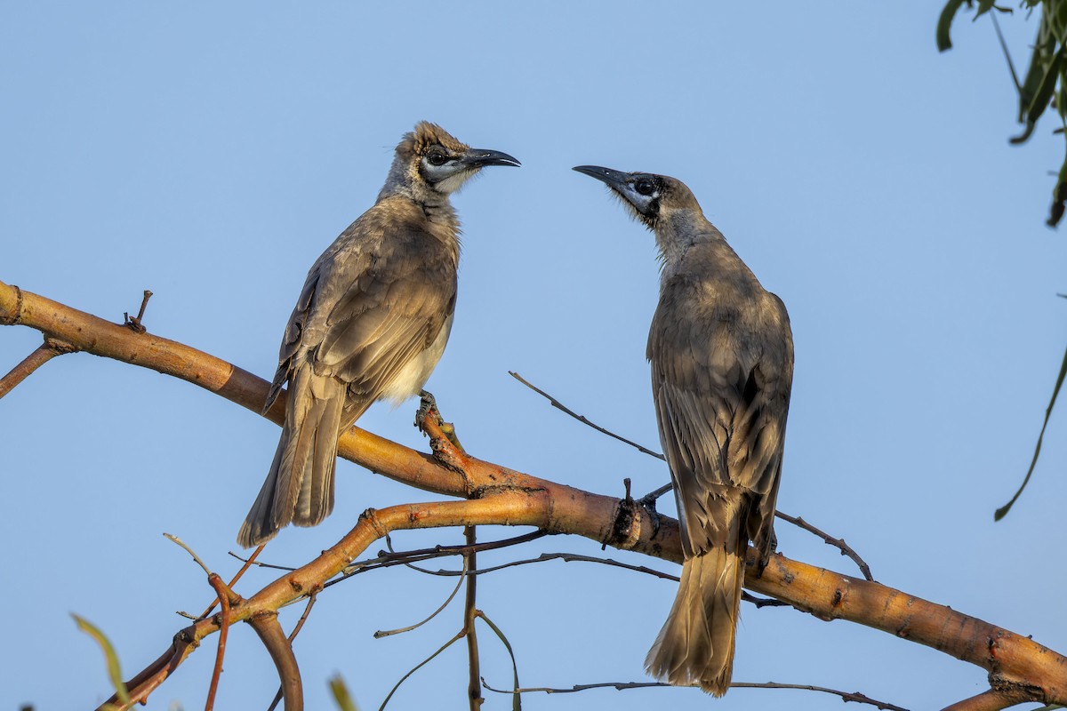 Little Friarbird - ML642049275