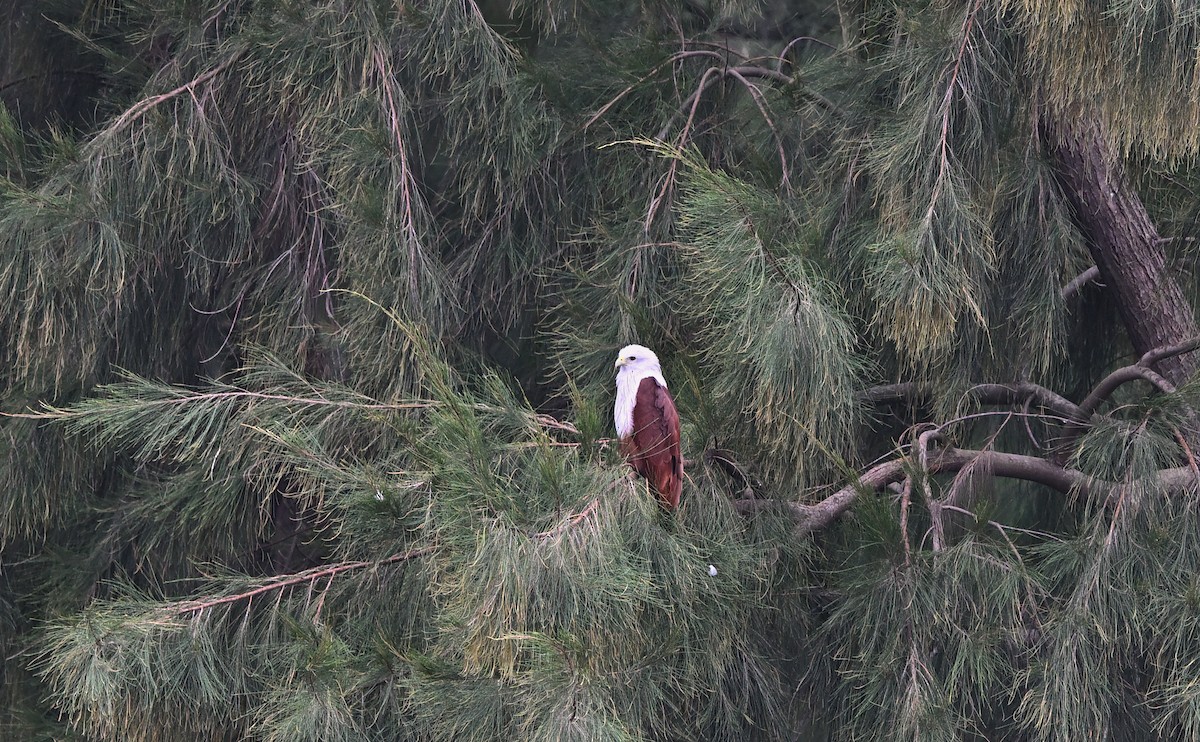 Brahminy Kite - ML642049282