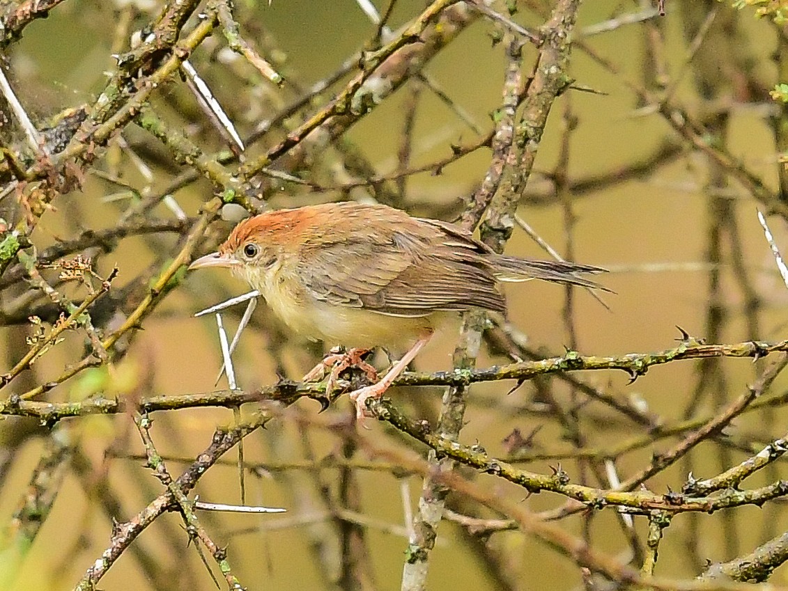 Tiny Cisticola - ML642049284