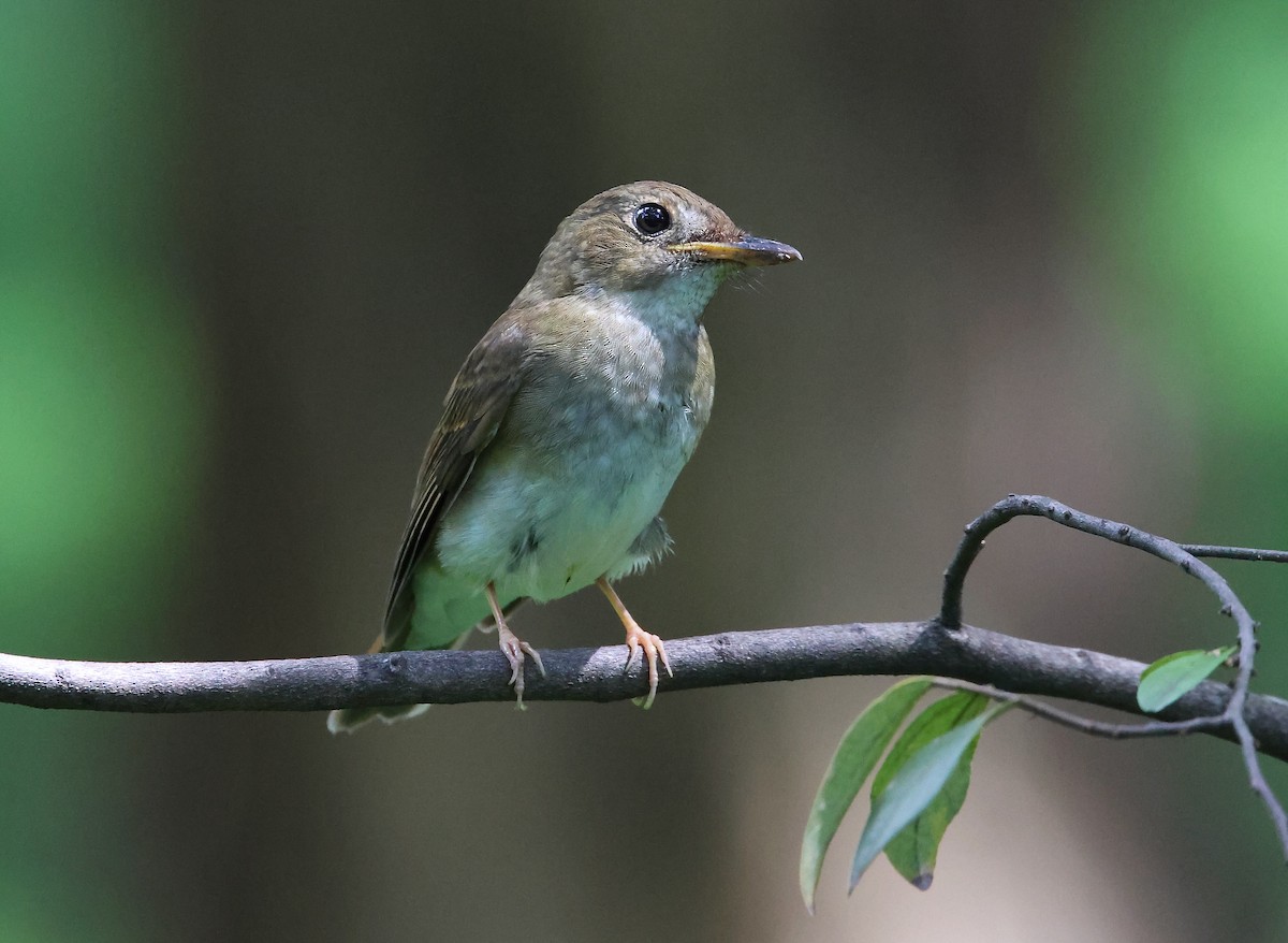 Brown-chested Jungle Flycatcher - ML642049293