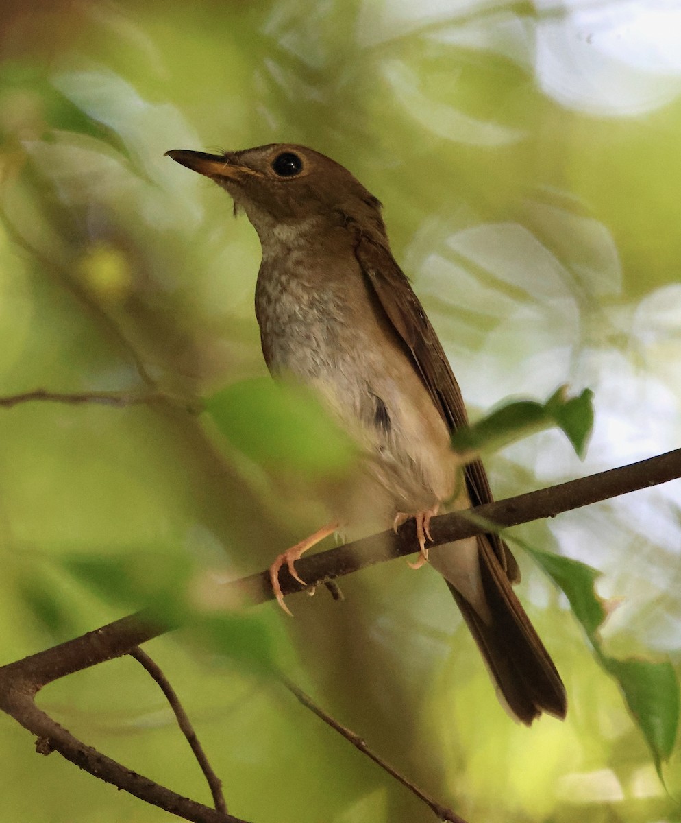 Brown-chested Jungle Flycatcher - ML642049294