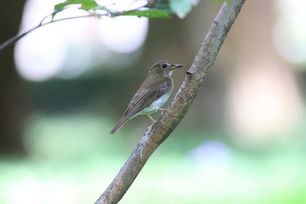 Brown-chested Jungle Flycatcher - ML642049295