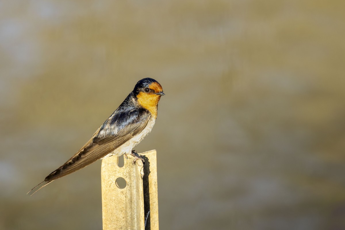 Welcome Swallow - ML642049303