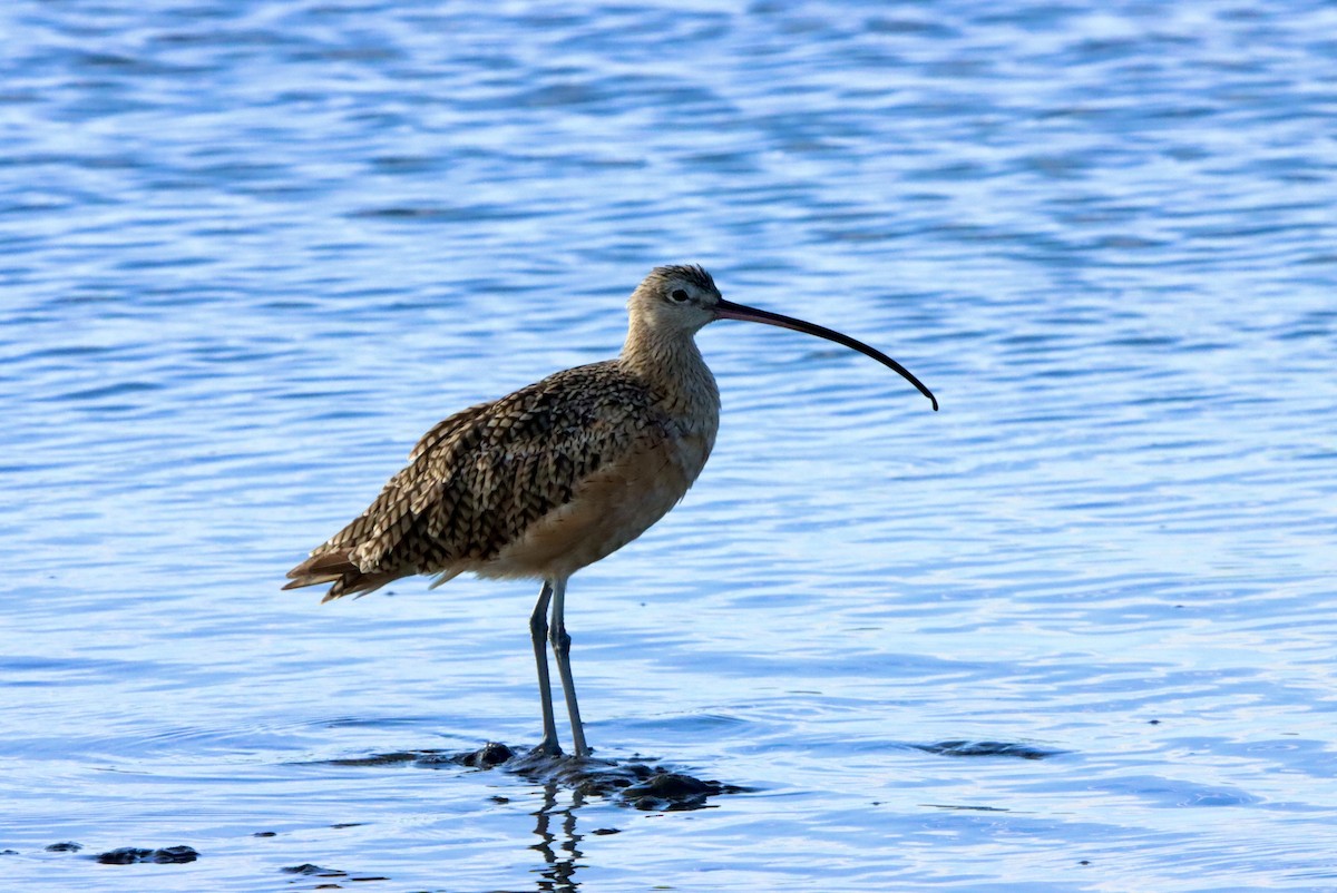 Long-billed Curlew - ML642049306