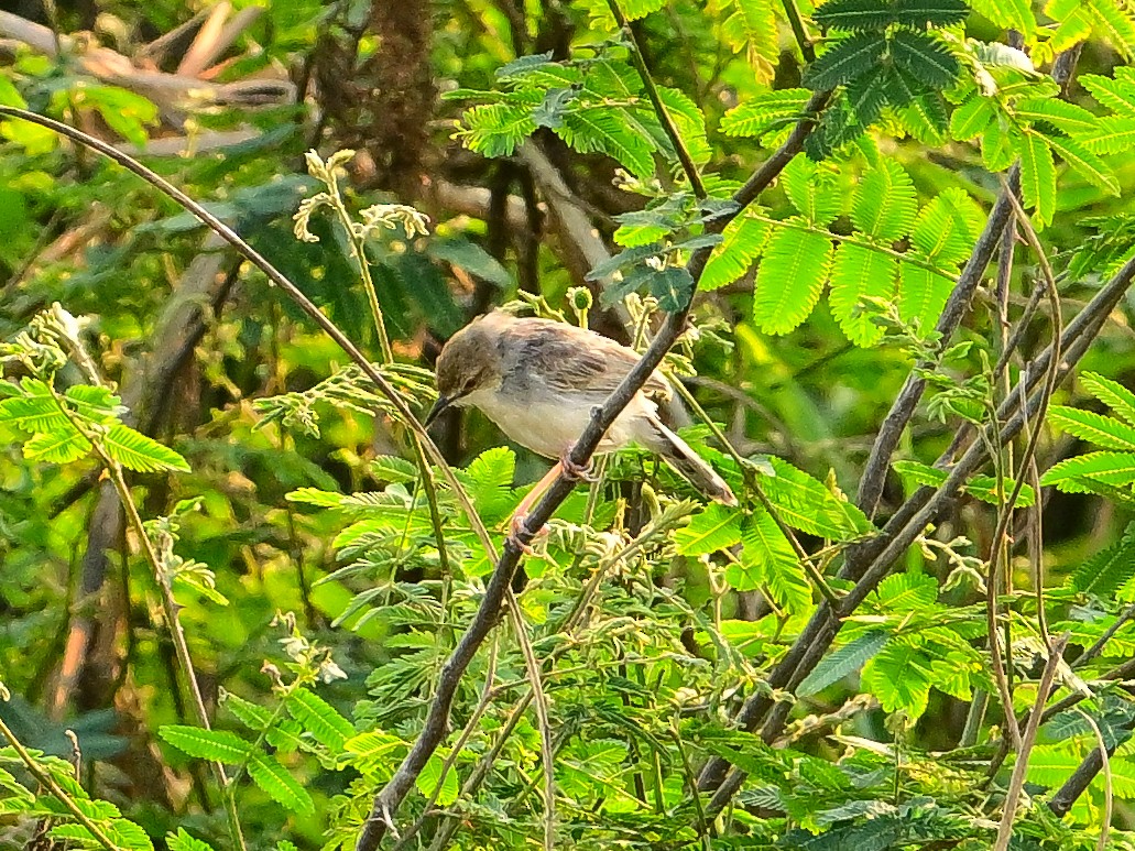 White-tailed Cisticola - ML642049311