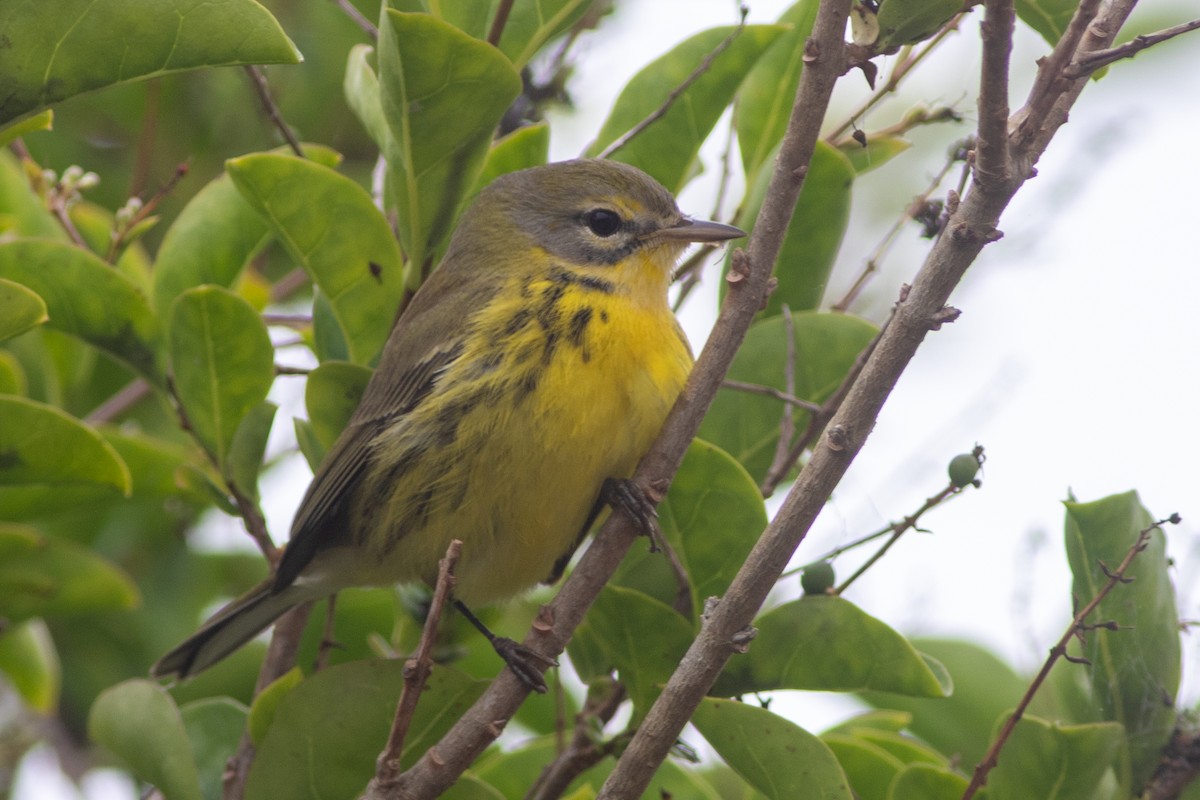 Prairie Warbler - ML642049334