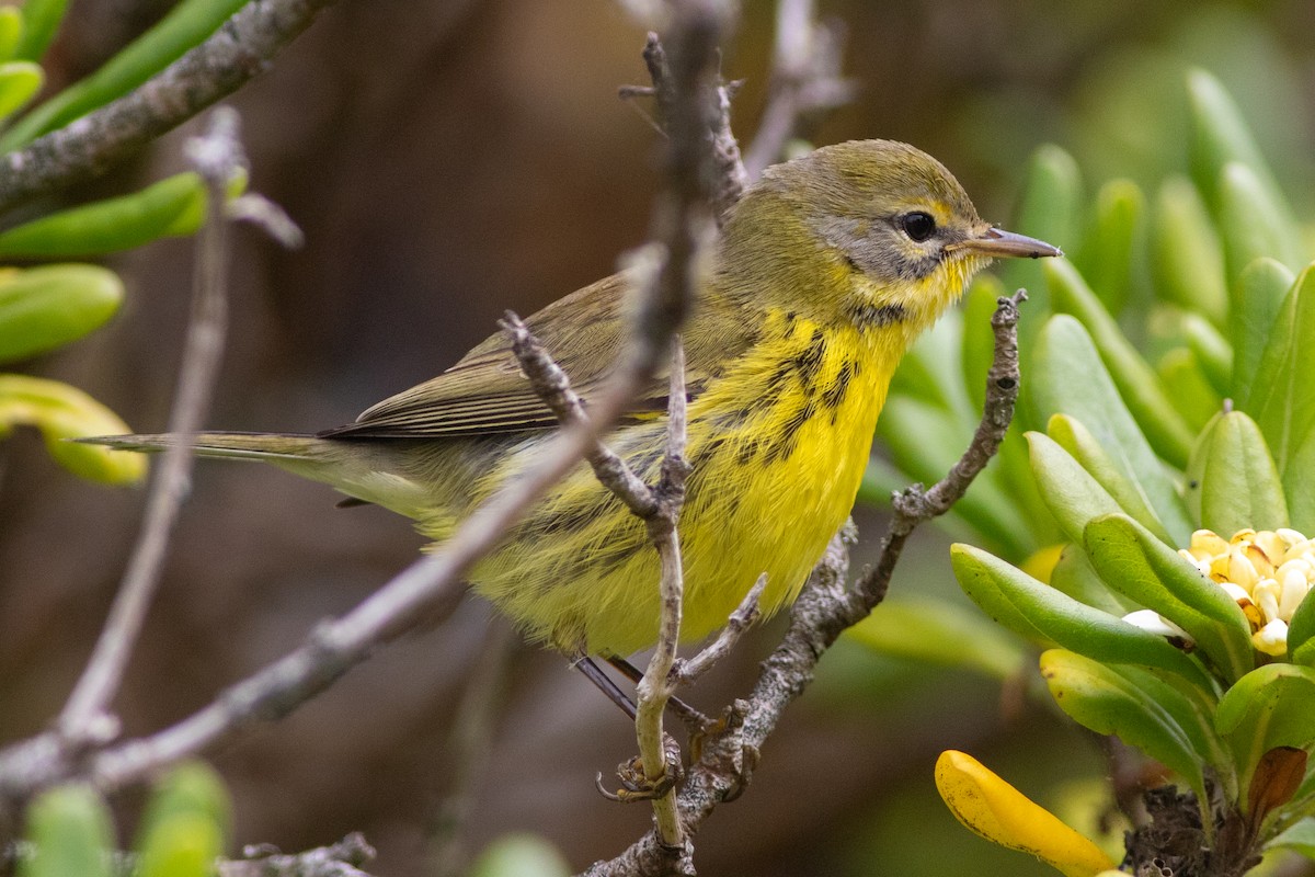 Prairie Warbler - ML642049339