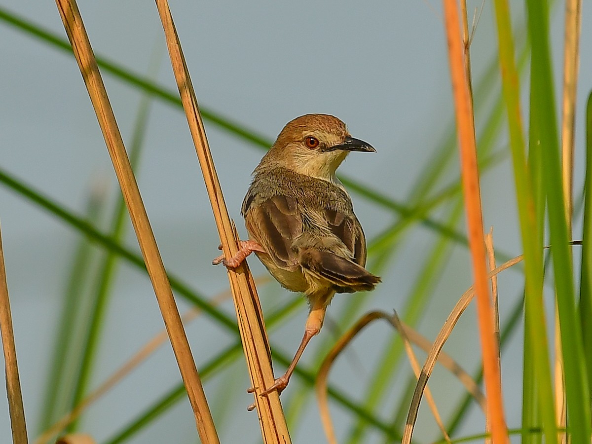 Kilombero Cisticola - ML642049344