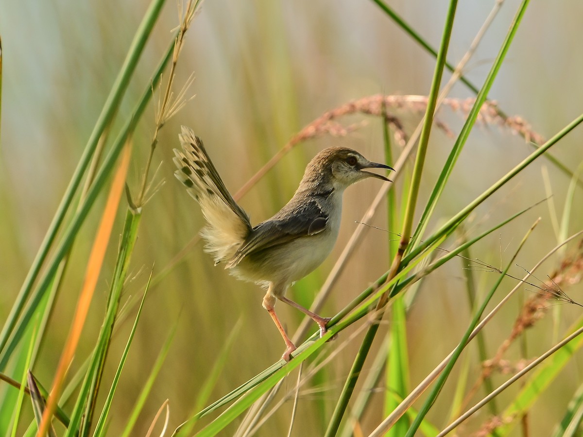 Kilombero Cisticola - ML642049345