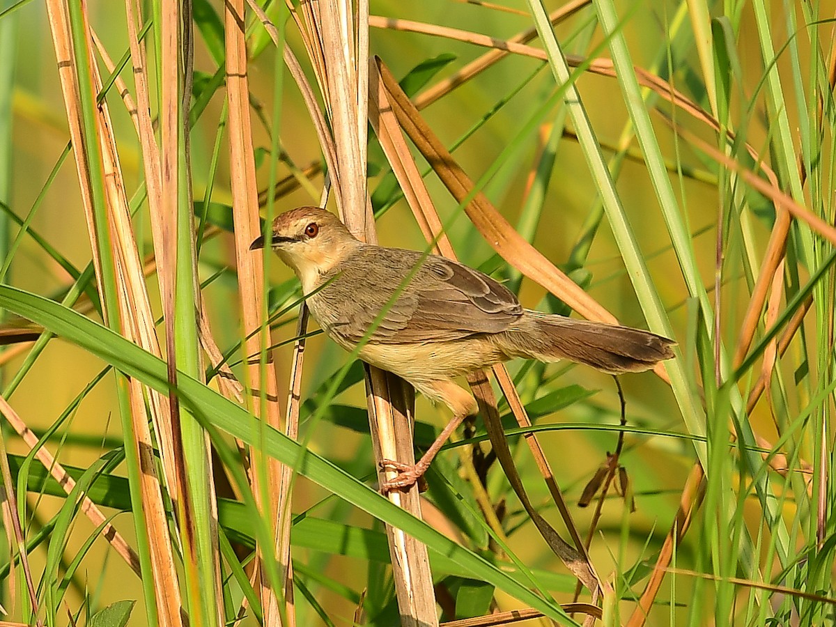 Kilombero Cisticola - ML642049346