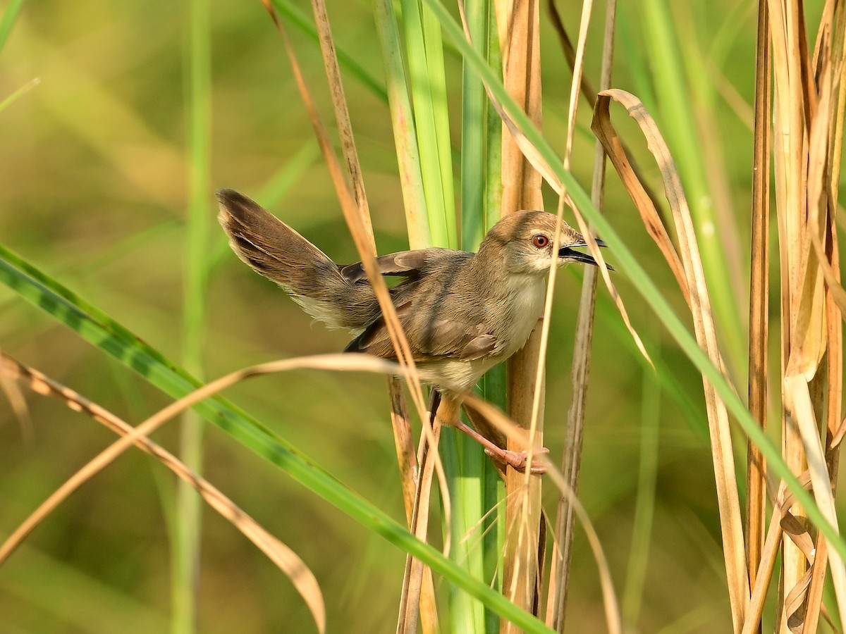 Kilombero Cisticola - ML642049348