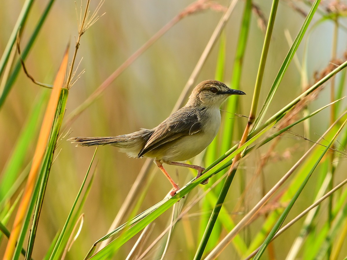 Kilombero Cisticola - ML642049349