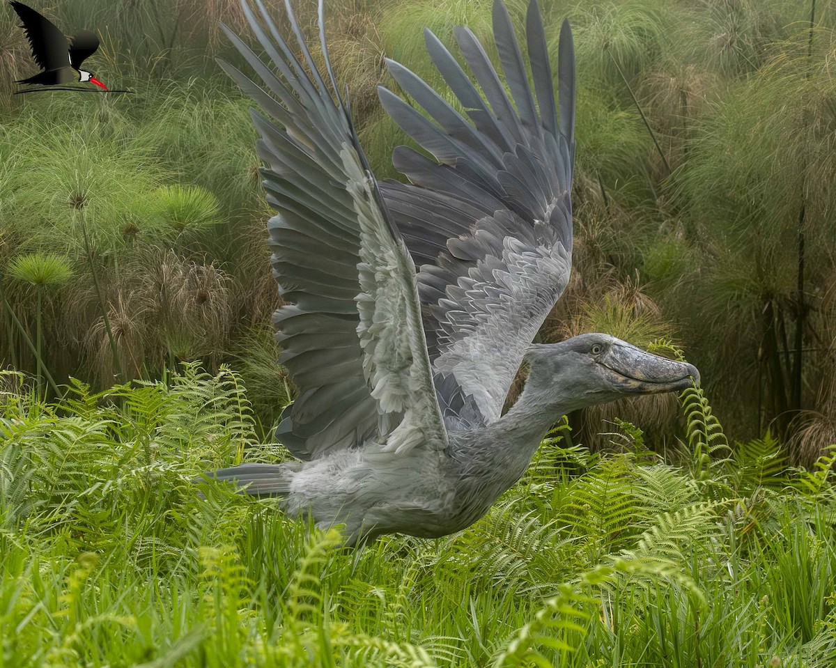 Shoebill - ML642049357