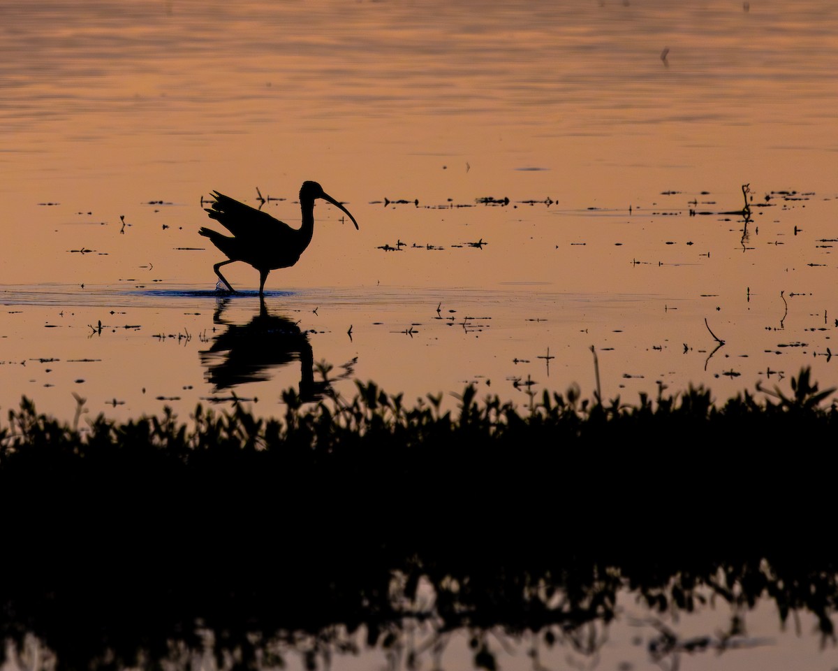 White-faced Ibis - ML642049359