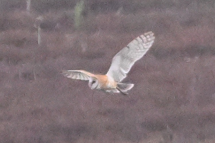 American Barn Owl - ML642049361