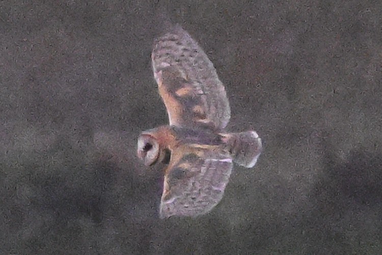 American Barn Owl - ML642049362