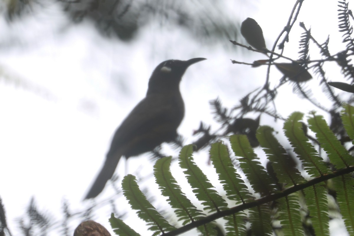 White-eared Myza - ML642049363