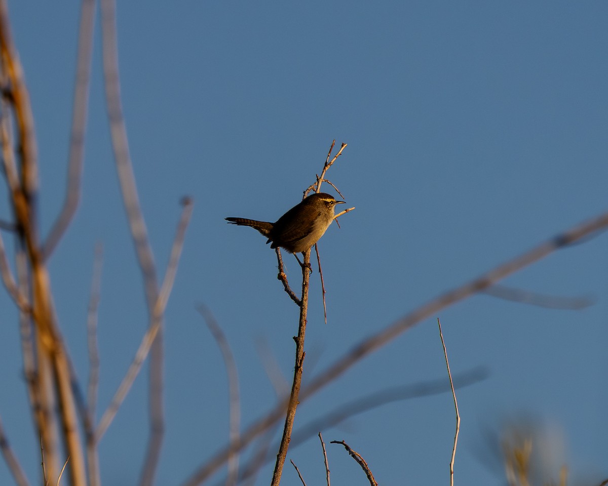 Bewick's Wren - ML642049364