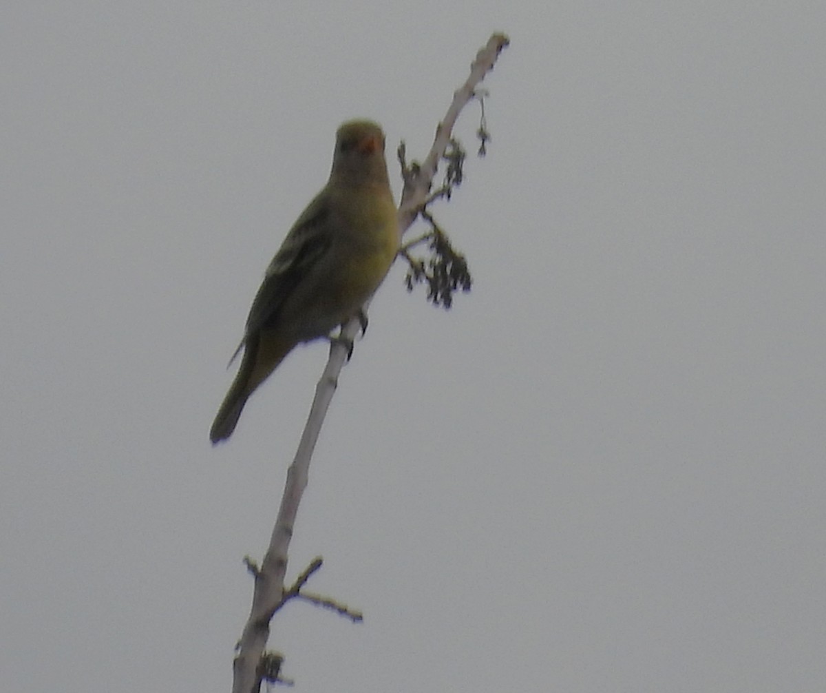 Western Tanager - ML642049369