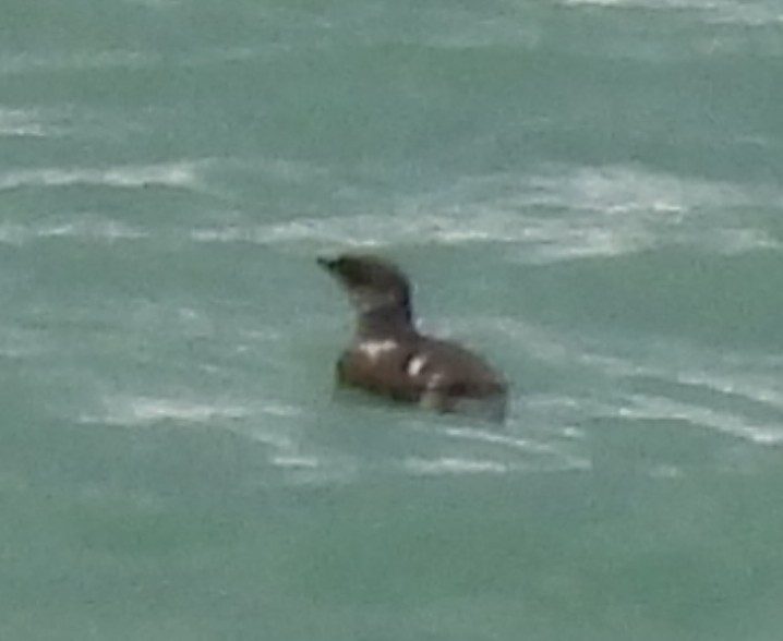 Marbled Murrelet - ML642049371