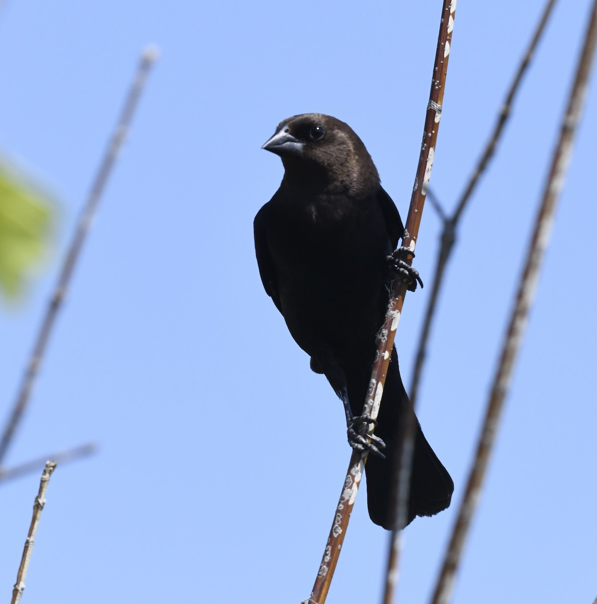 Brown-headed Cowbird - ML642049372