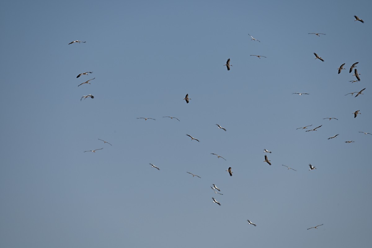 White Stork - ML642049389