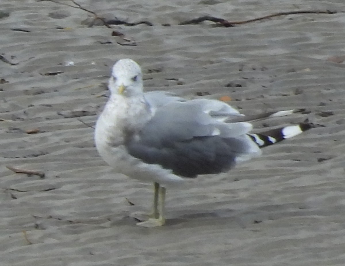 Short-billed Gull - ML642049391