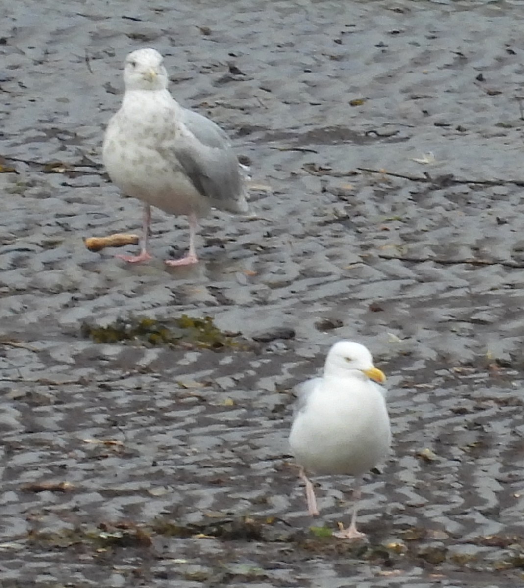 American Herring Gull - ML642049392