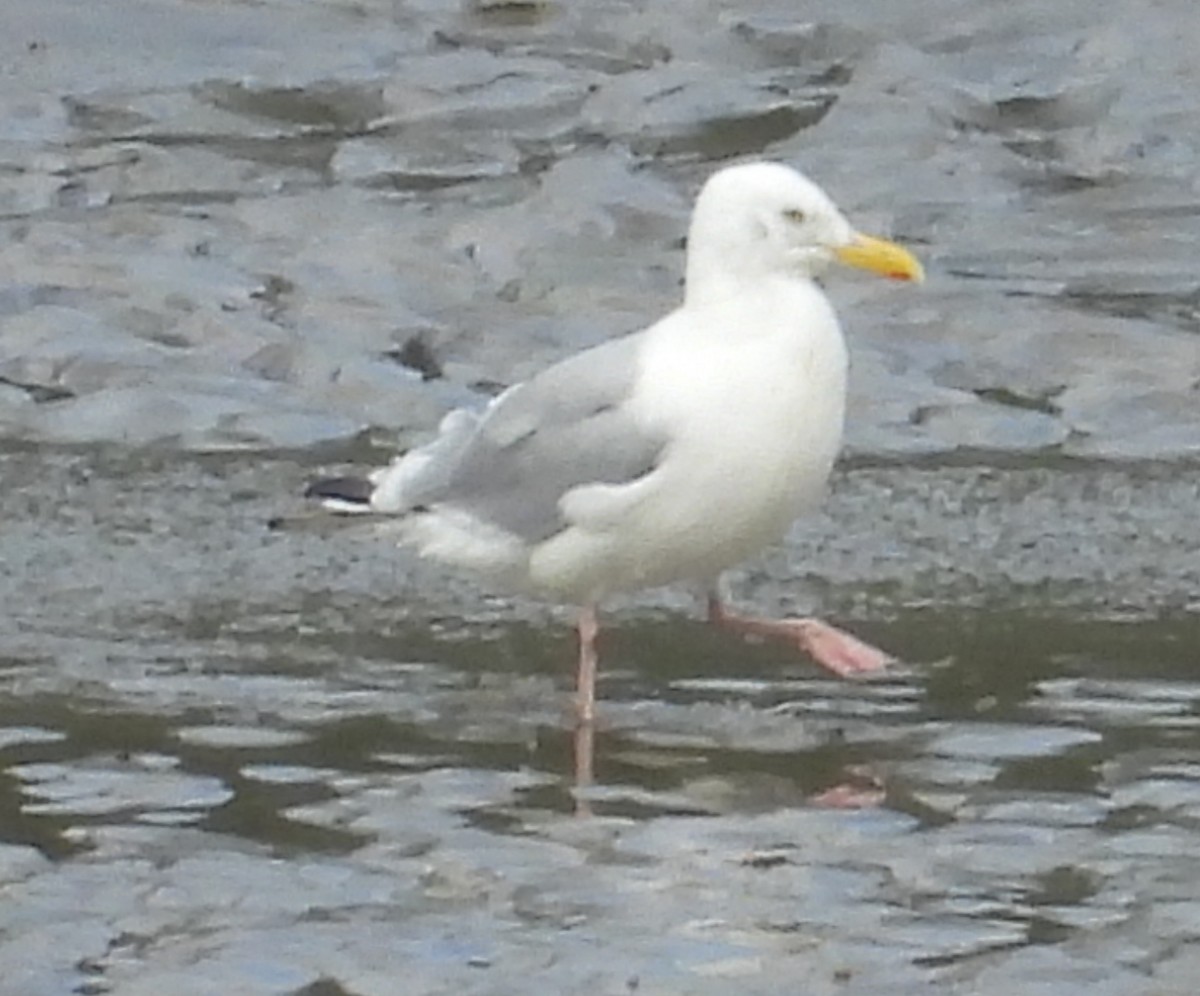 American Herring Gull - ML642049393