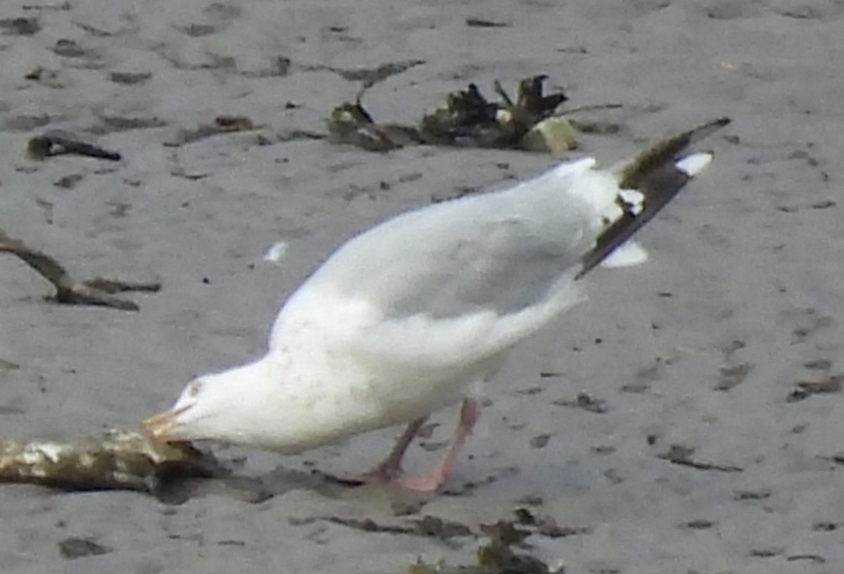 American Herring Gull - ML642049394