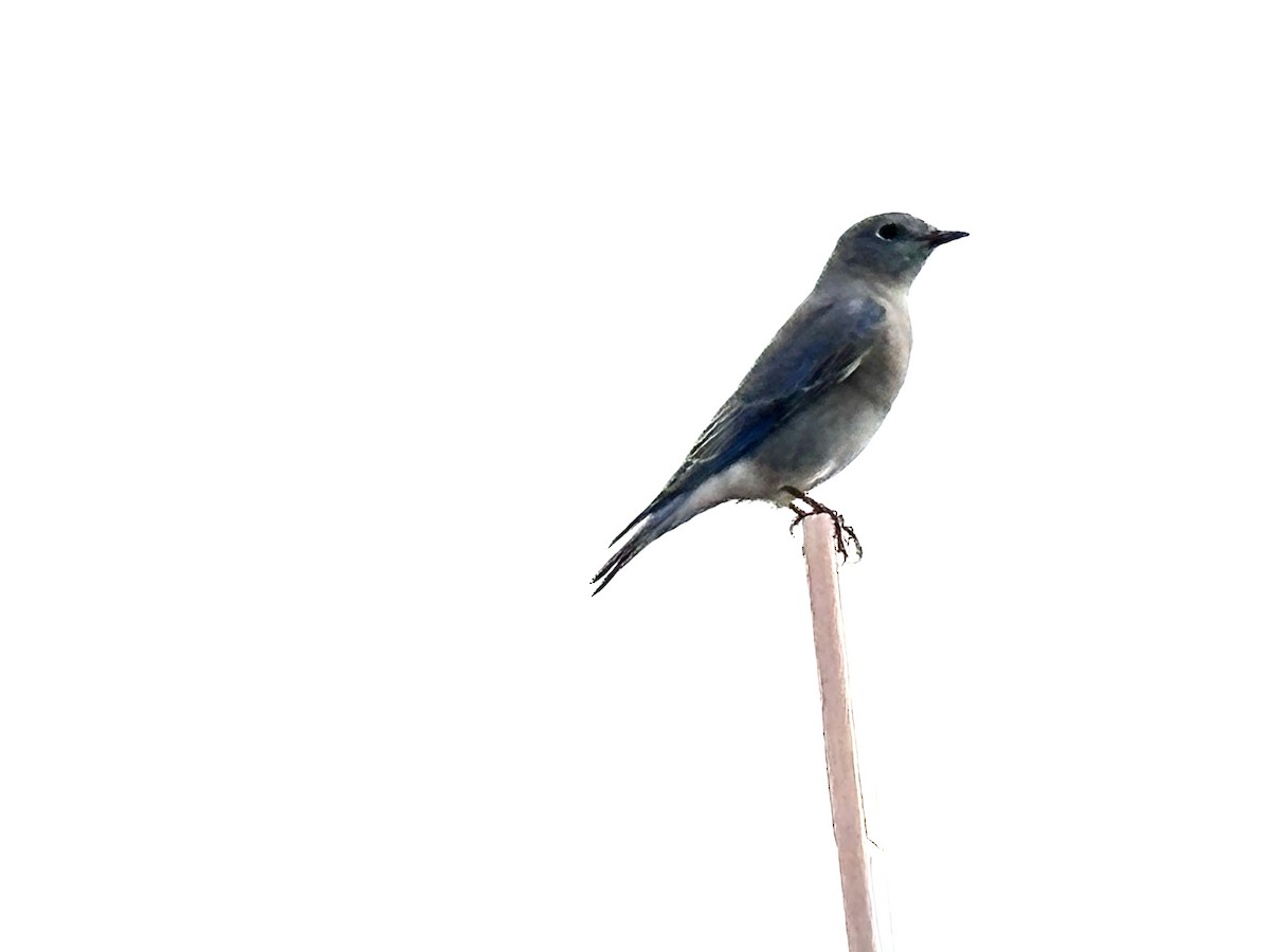 Mountain Bluebird - ML642049395