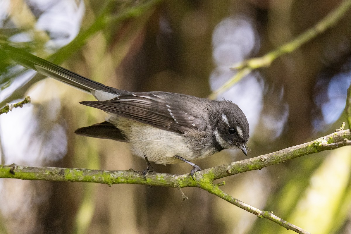 Gray Fantail - ML642049397