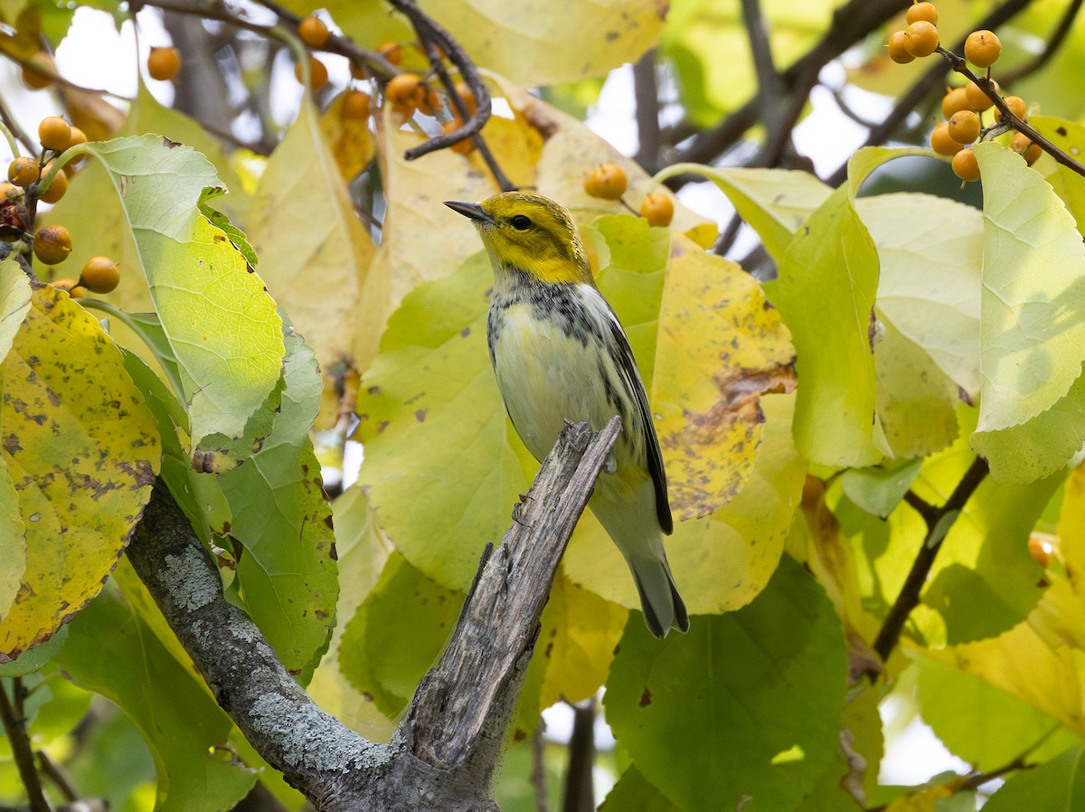 Black-throated Green Warbler - ML642049398