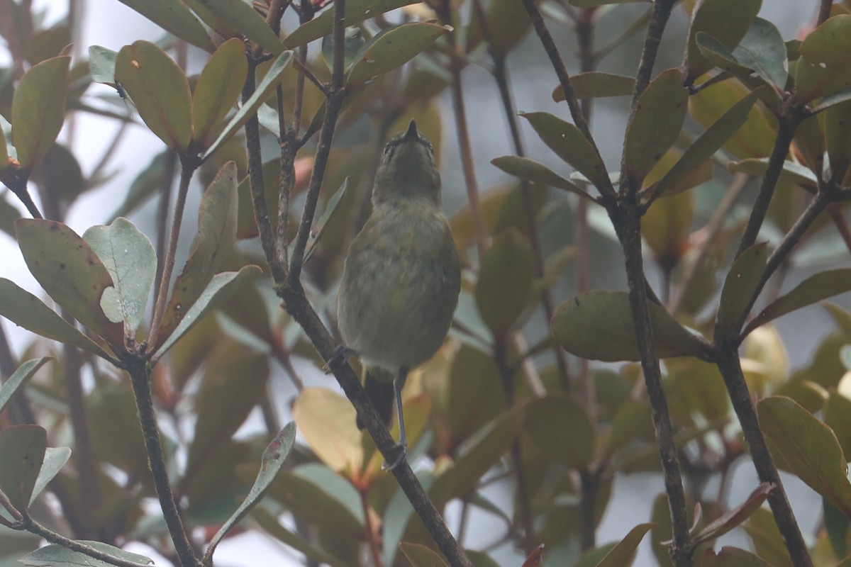 Sulawesi Leaf Warbler - ML642049400