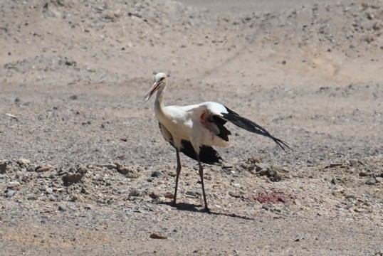 White Stork - ML642049404