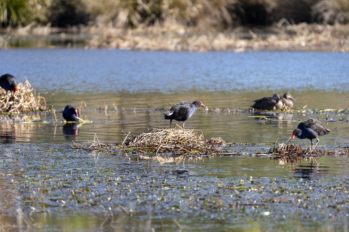 Australasian Swamphen - ML642049408