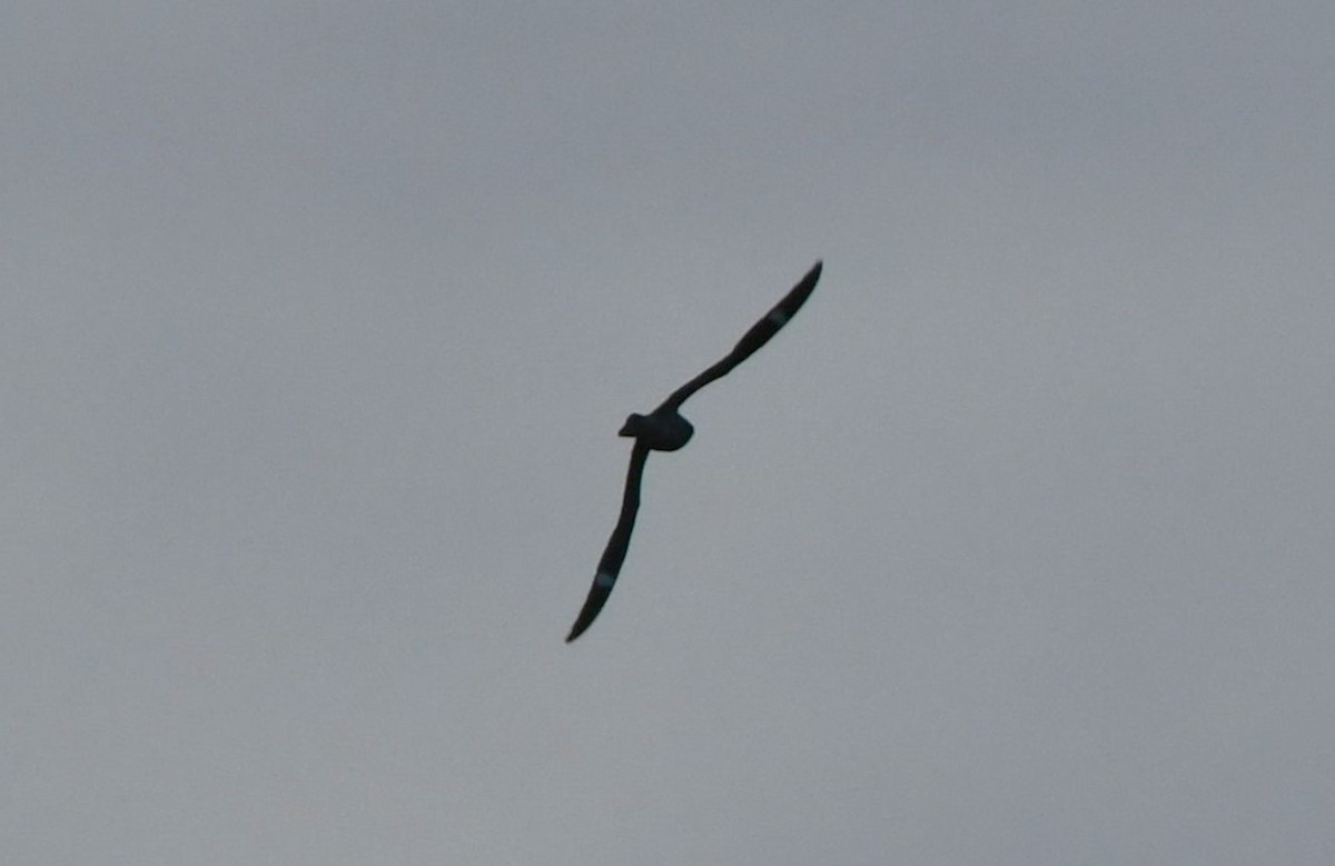 Antillean Nighthawk - ML642049409
