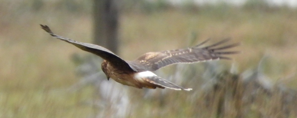 Northern Harrier - ML642049410