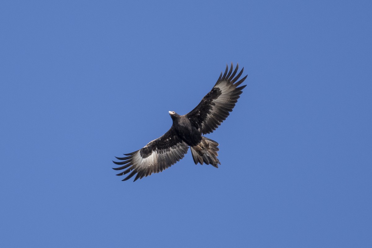Wedge-tailed Eagle - ML642049414
