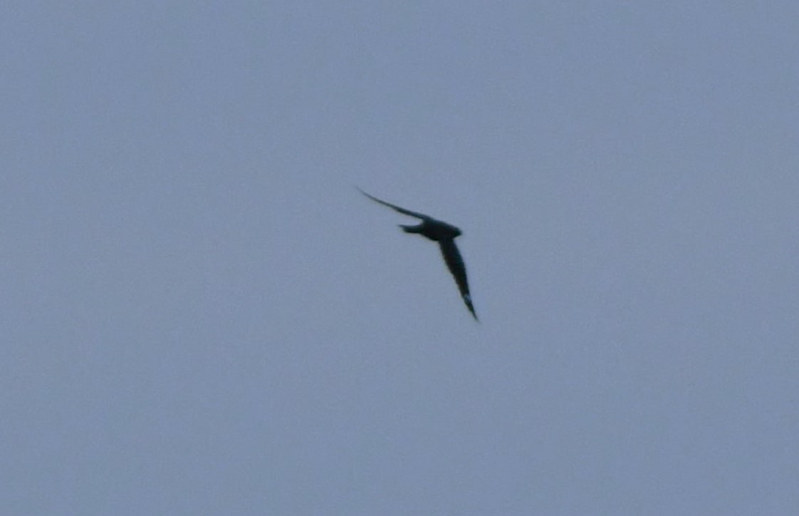 Antillean Nighthawk - ML642049416