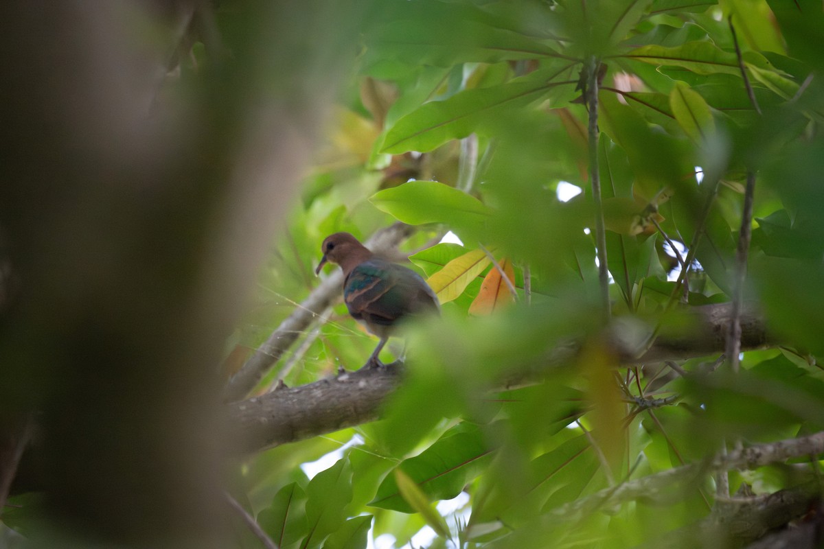 Pacific Emerald Dove - ML642049420