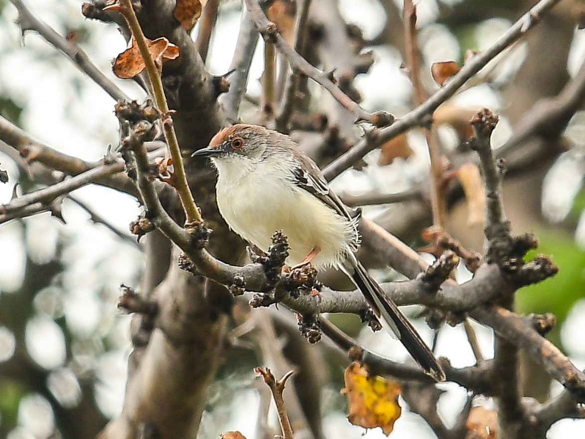 Red-fronted Prinia - ML642049421