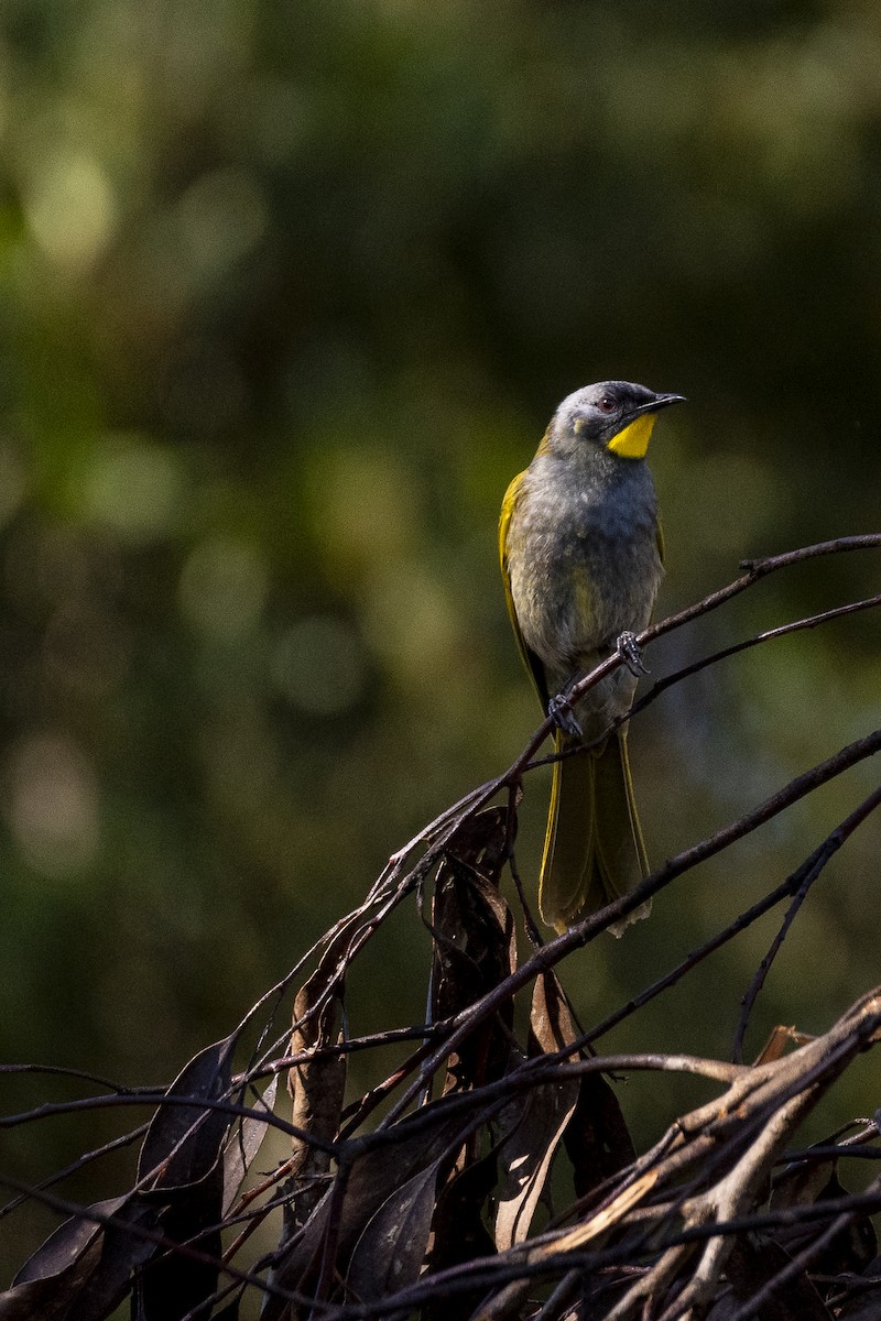 Yellow-throated Honeyeater - ML642049422